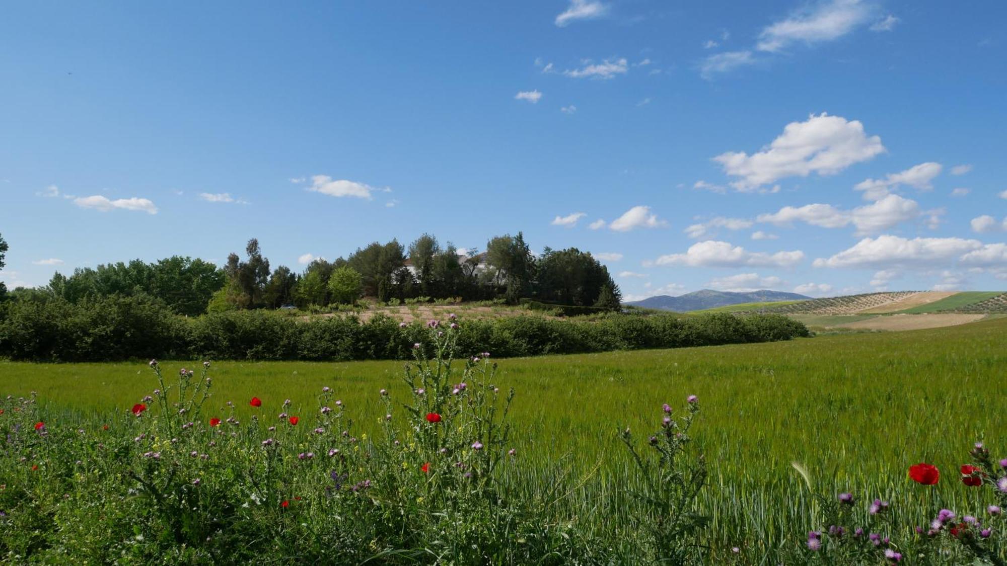 Гостьовий будинок Cortijo La Gineta Алькала-ла-Реаль Екстер'єр фото